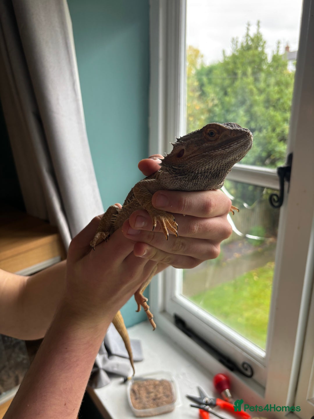 Bearded Dragon reptiles for sale: Bearded dragon - 7 years old  - Image 3
