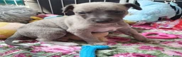 Whippet dogs for sale: The most precious! Kc wippets 🐶 boys & girls   - Advert 25