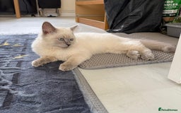 Ragdoll cats for sale: my LEO - Image 2