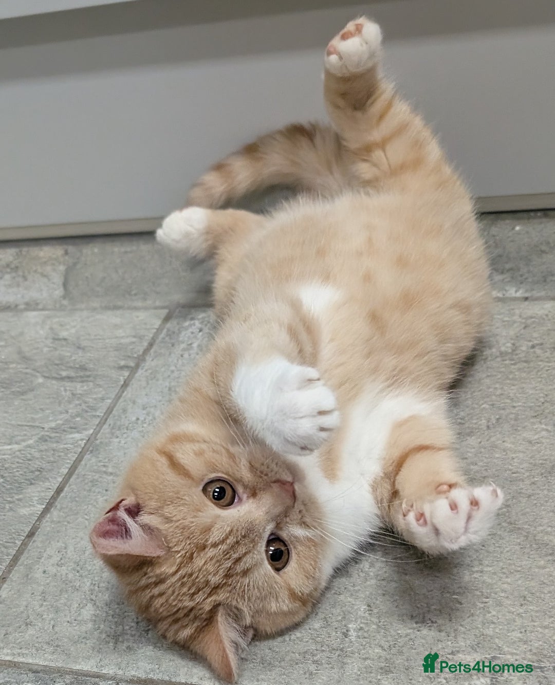 British Shorthair cats for sale: Gorgeous British shorthair kittens  - Advert 5