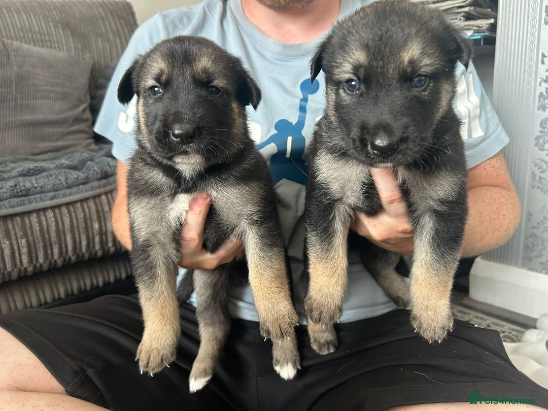 Shepsky dogs for sale: Shepsky - Image 12