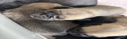 Pug dogs for sale: 🐾 Stunning Pug puppies 🐾 in Wigan - Advert 5