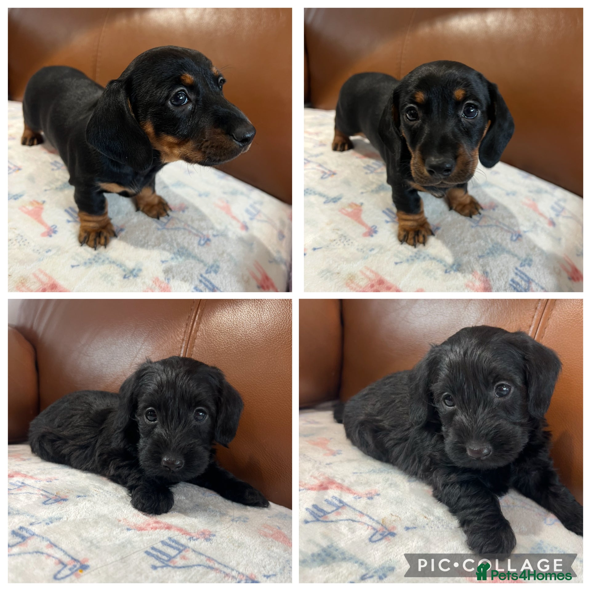 Miniature Dachshund dogs **Exceptionally well Raised Miniature Dachshunds** - Advert 6