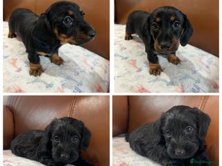 Miniature Dachshund dogs **Exceptionally well Raised Miniature Dachshunds** - Advert 5