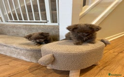 Chihuahua dogs for sale: Beautiful long coat pure breed chihuahua  - Image 2