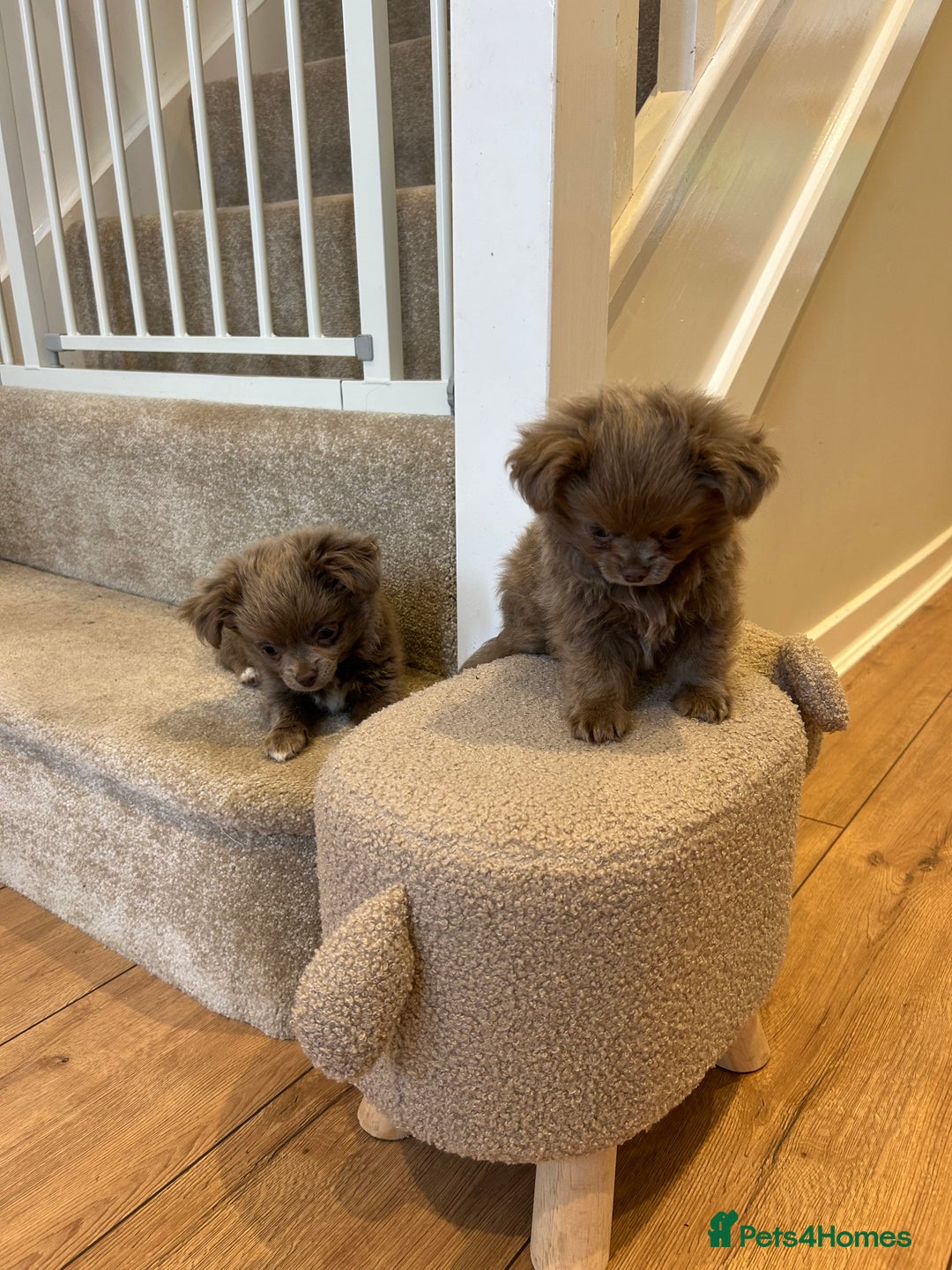 Chihuahua dogs for sale: Beautiful long coat pure breed chihuahua  - Image 2