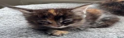 Maine Coon cats for sale: GCCF PEDIGREE MAINECOON KITTENS - Advert 5