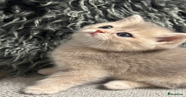 British Shorthair cats - Advert 10