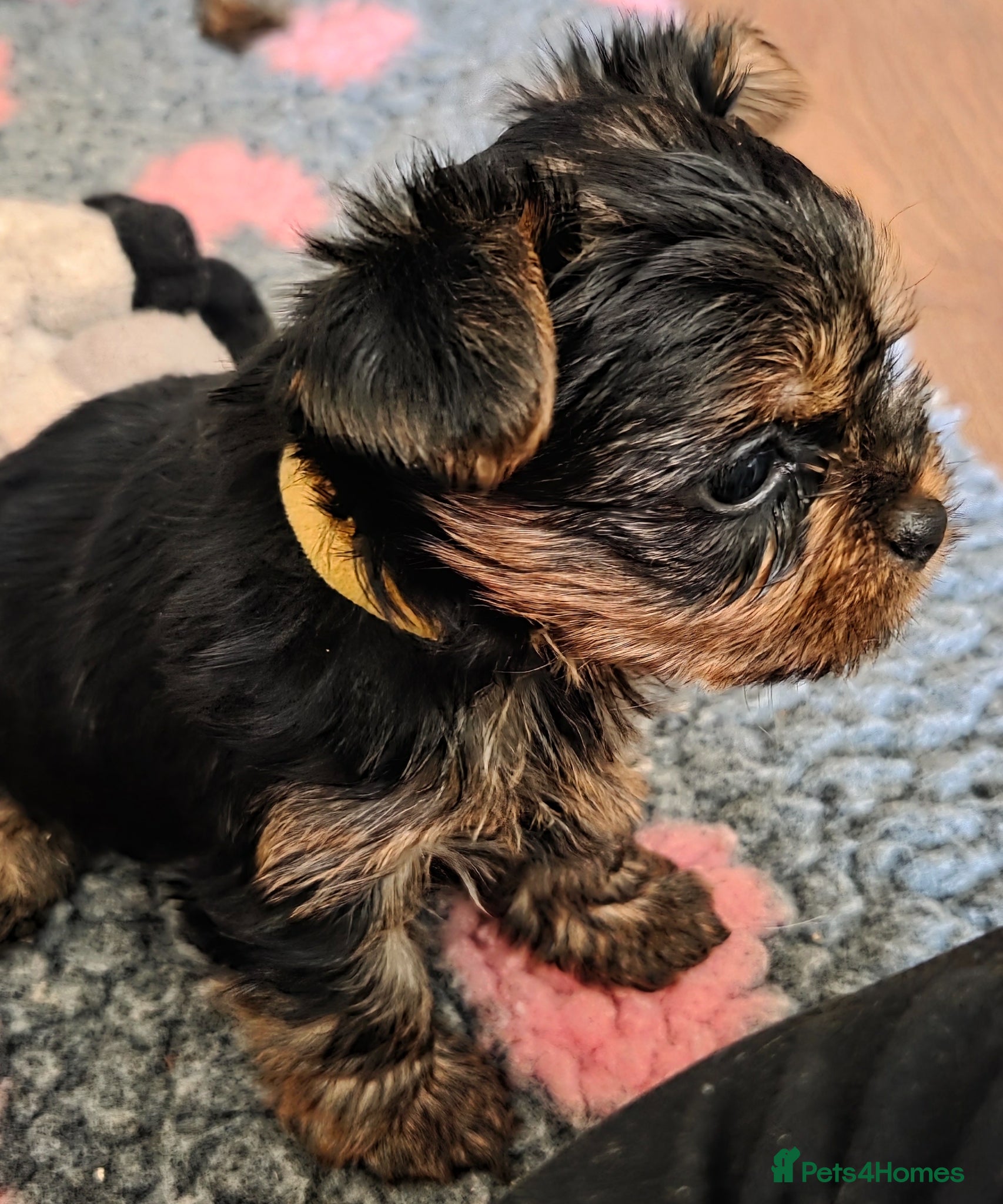 Yorkshire Terrier dogs Cute Yorkshire Terrier Babies 1 Boy 1 Girl - Advert 10