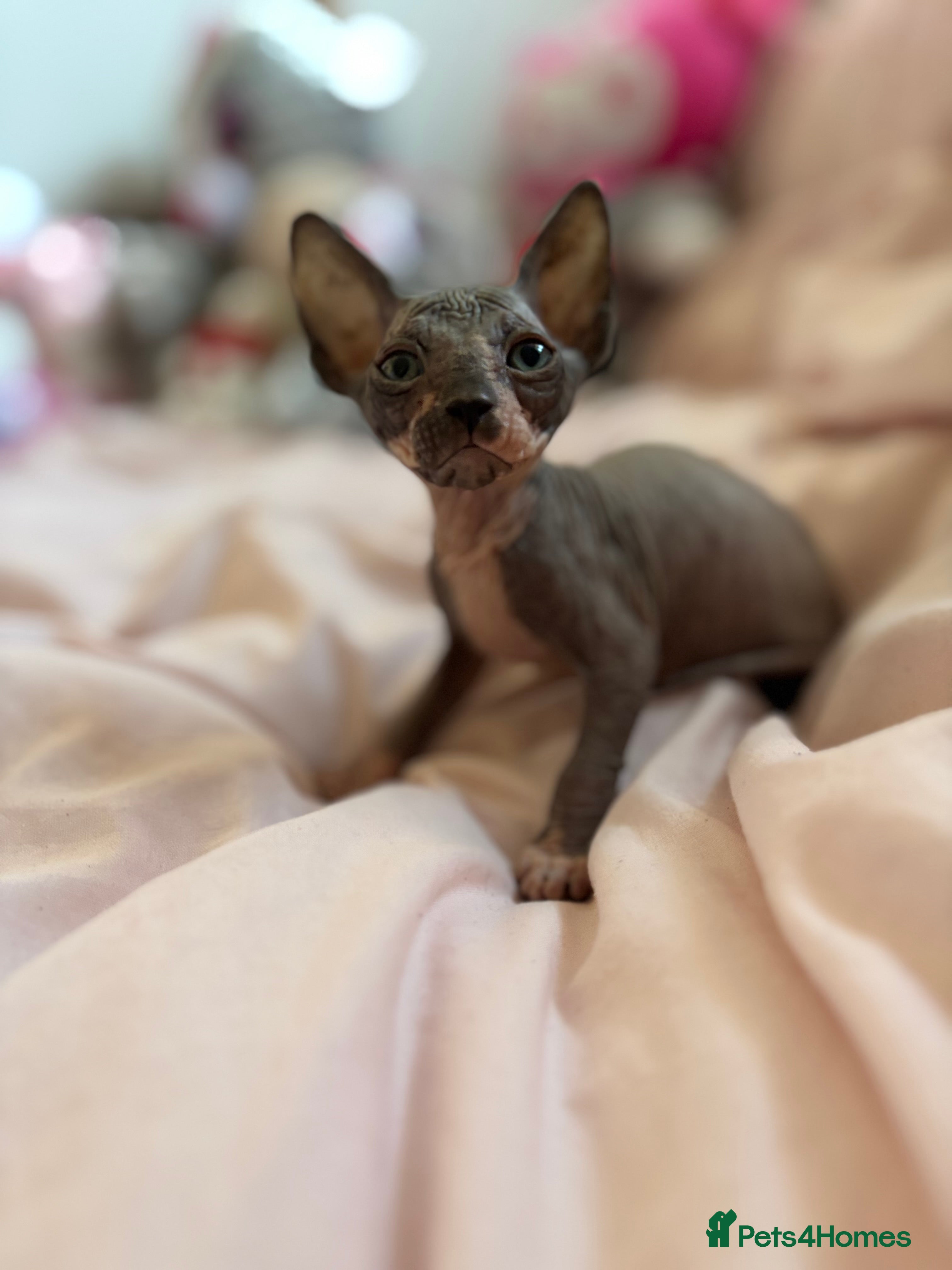 Sphynx cats Adorable Tica Registered Sphynx Kittens - Blue  - Advert 5