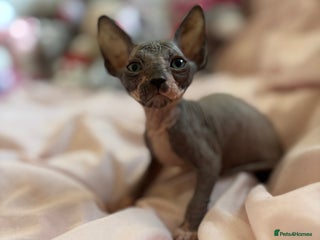 Sphynx cats Adorable Tica Registered Sphynx Kittens - Blue - Advert 4