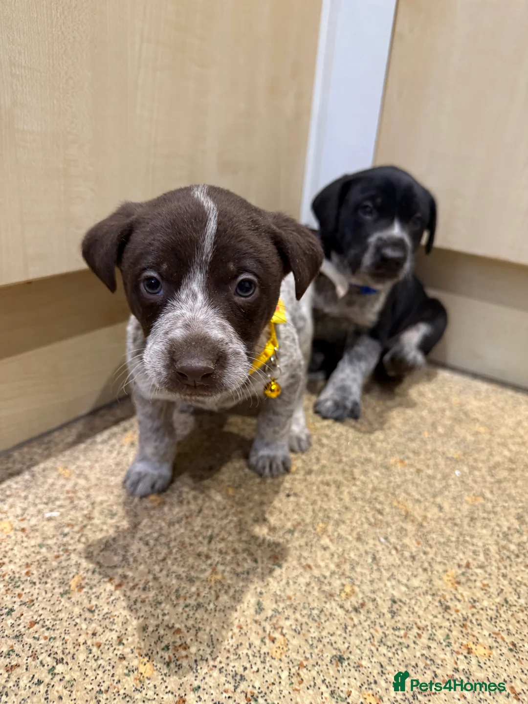 Mixed Breed dogs for sale: 4 Stunning German Shorthaired Pointer X 🐶 - Advert 4