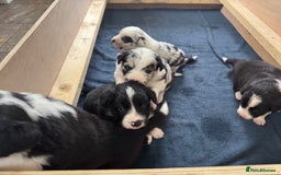 Border Collie dogs for sale: 4 week old Adorable Border Collie Puppies  - Image 4