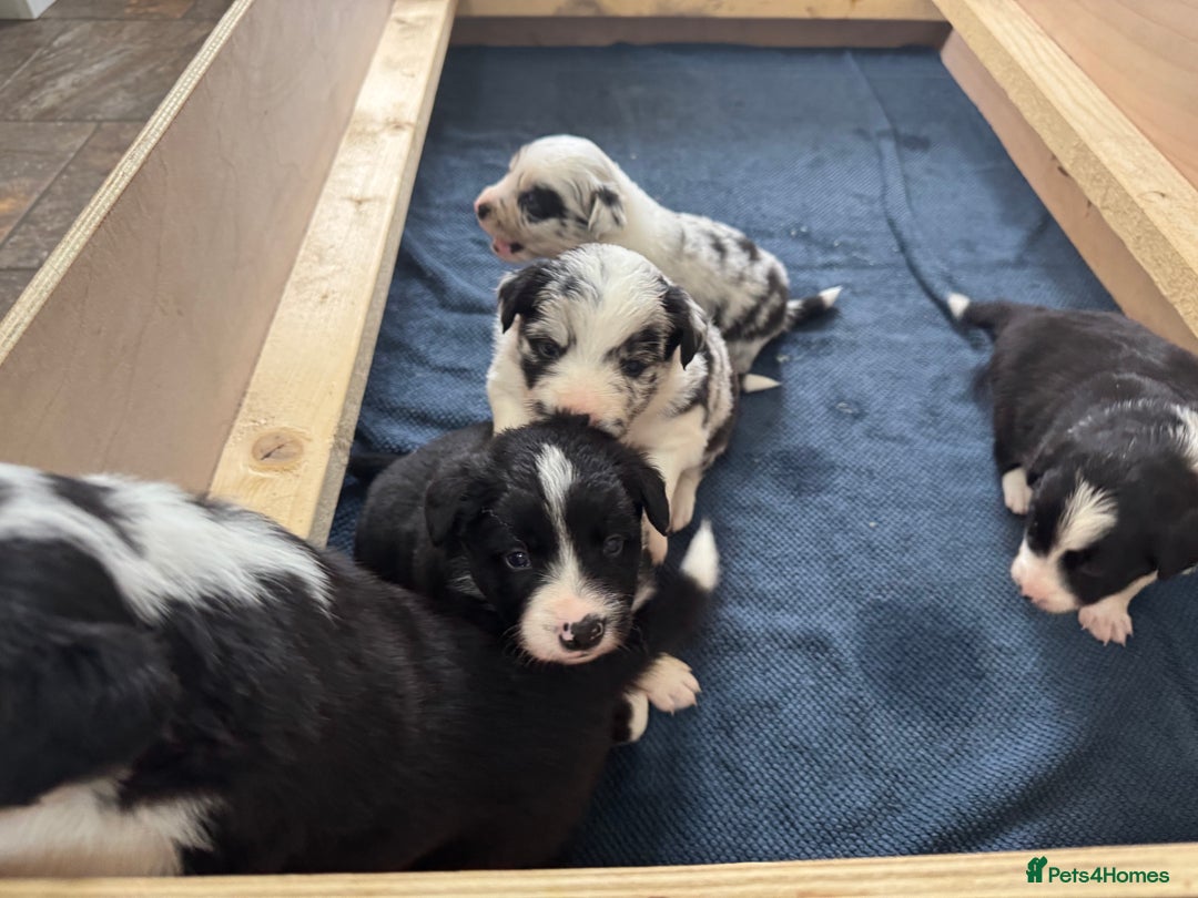 Border Collie dogs for sale: 4 week old Adorable Border Collie Puppies  - Image 4