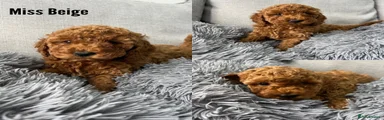 Labradoodle 6