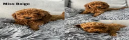 Labradoodle dogs for sale: Miniature Labradoodles  - Advert 8