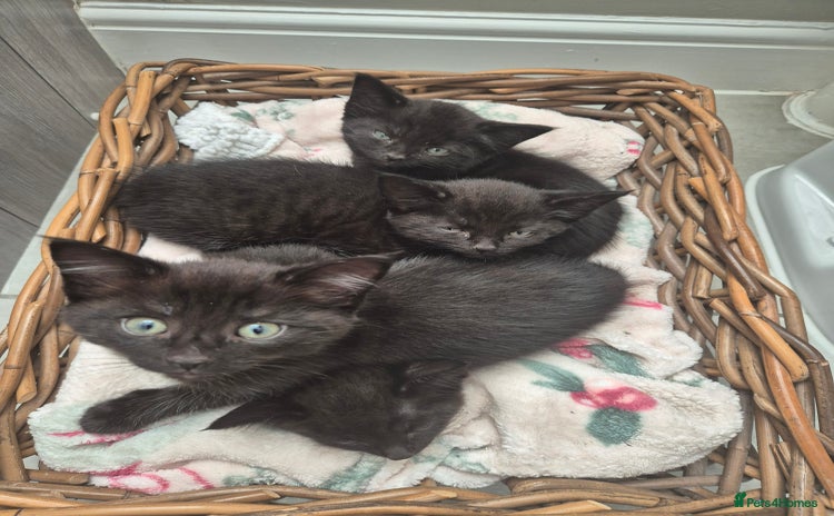 Mixed Breed cats - Advert 10