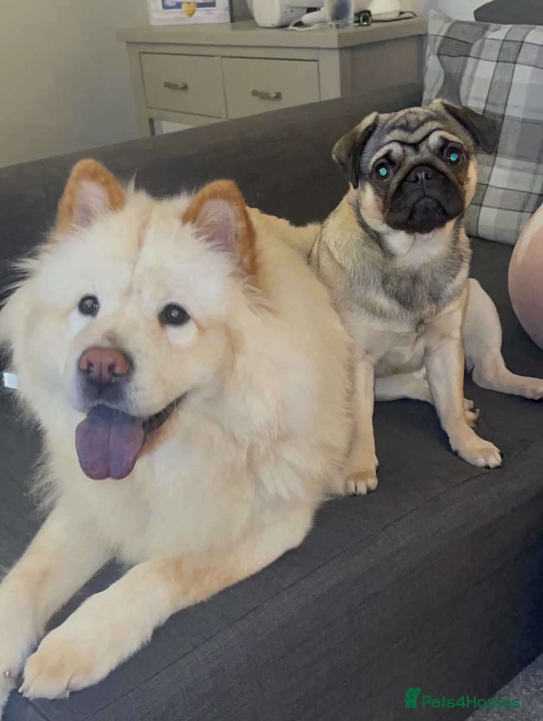 Mixed Breed dogs for sale: Rehoming - Chow Chow & two Pugs  - Advert 13