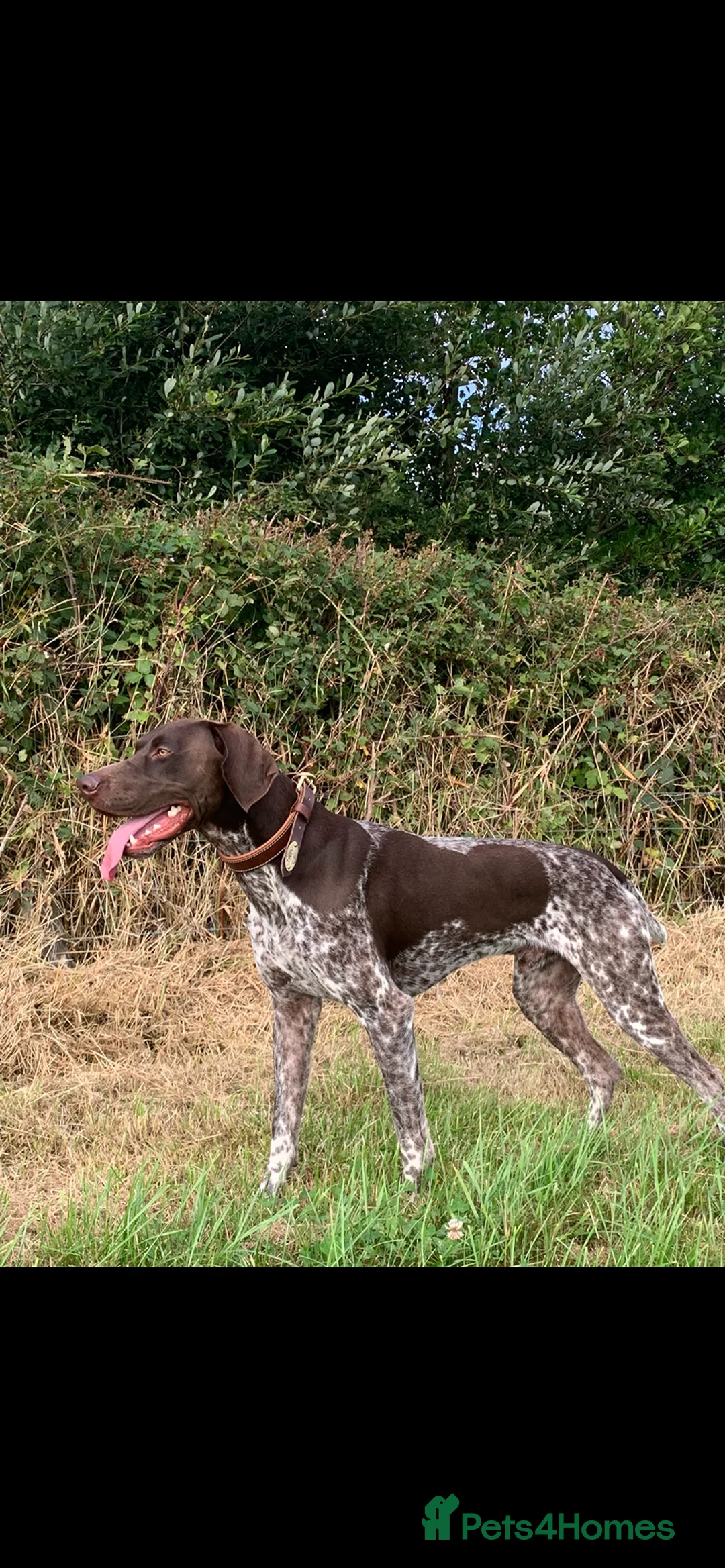 German Shorthaired Pointer dogs for stud: KC registered GSP for stud - Advert 10