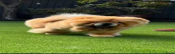 Chow Chow dogs for sale: Beautiful chow chow puppies  - Advert 13