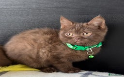 Brazilian Shorthair cats for sale: GCCF Reg British Shorthair Kittens (Males) - Image 7