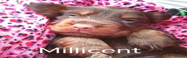 Millicent