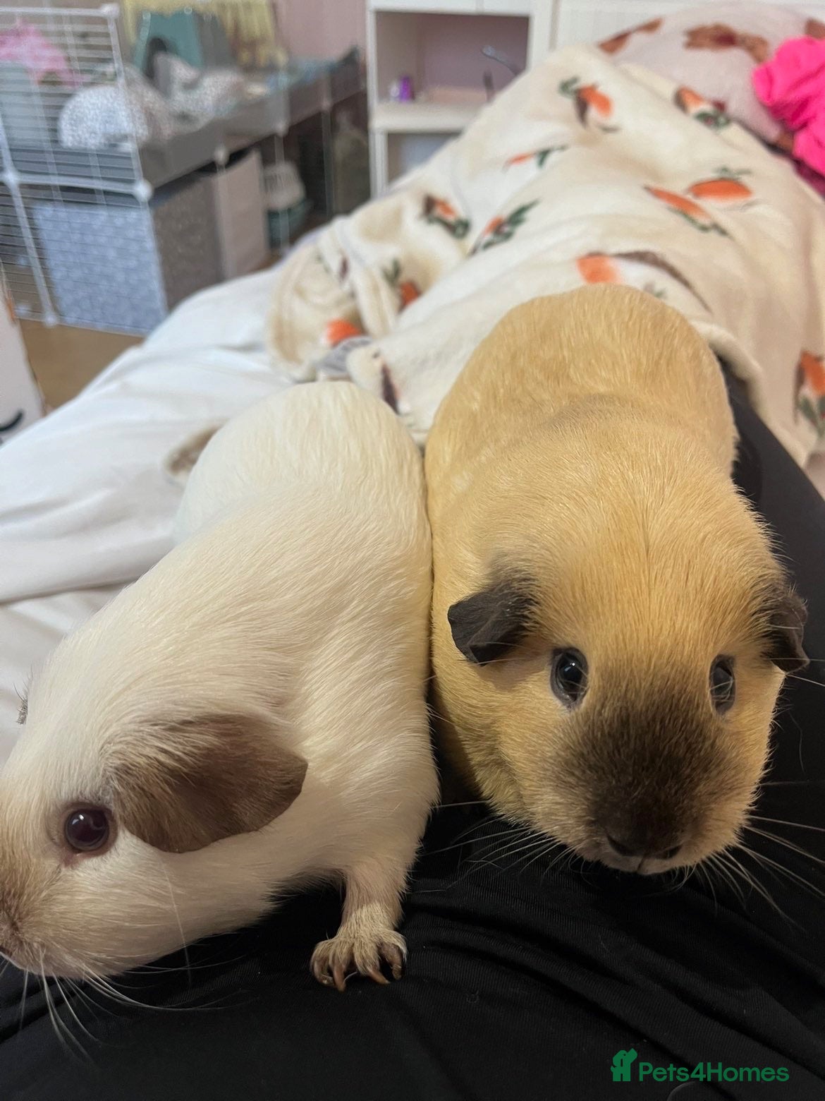 Guinea Pig rodents Two Male Guinea Pigs - Advert 2