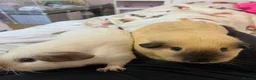 Guinea Pig rodents for sale: Two Male Guinea Pigs - Advert 2