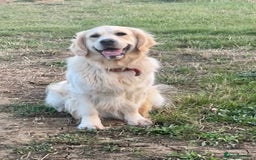 Golden Retriever dogs for sale: KC Reg pups, Health tested parents. - Image 9