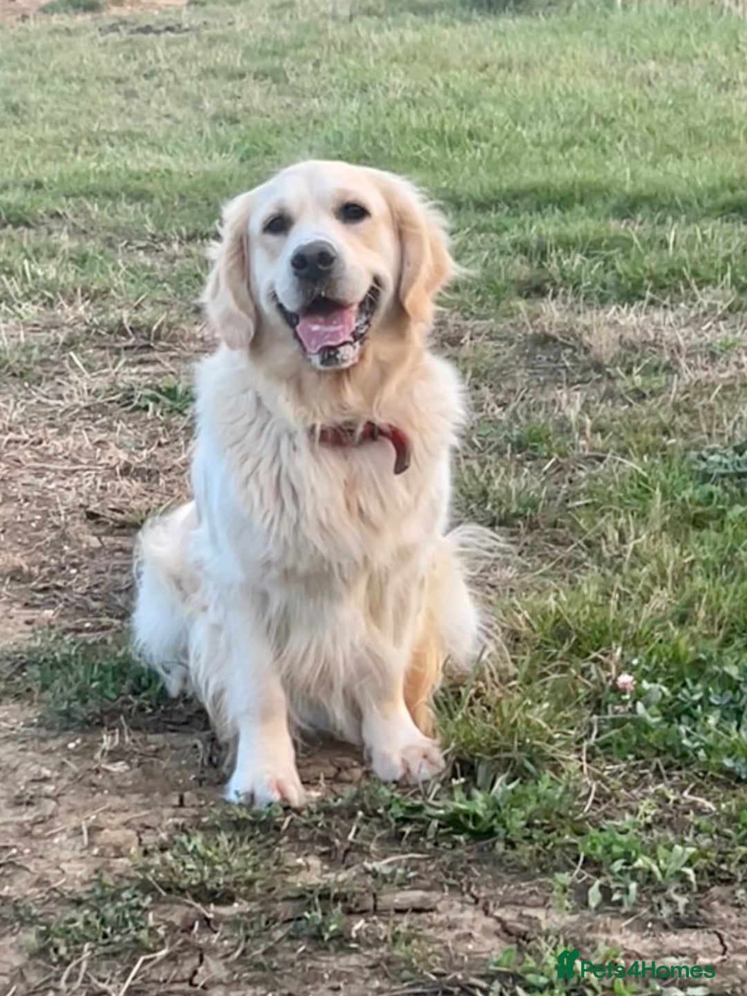 Golden Retriever dogs for sale: KC Reg pups, Health tested parents. - Image 9