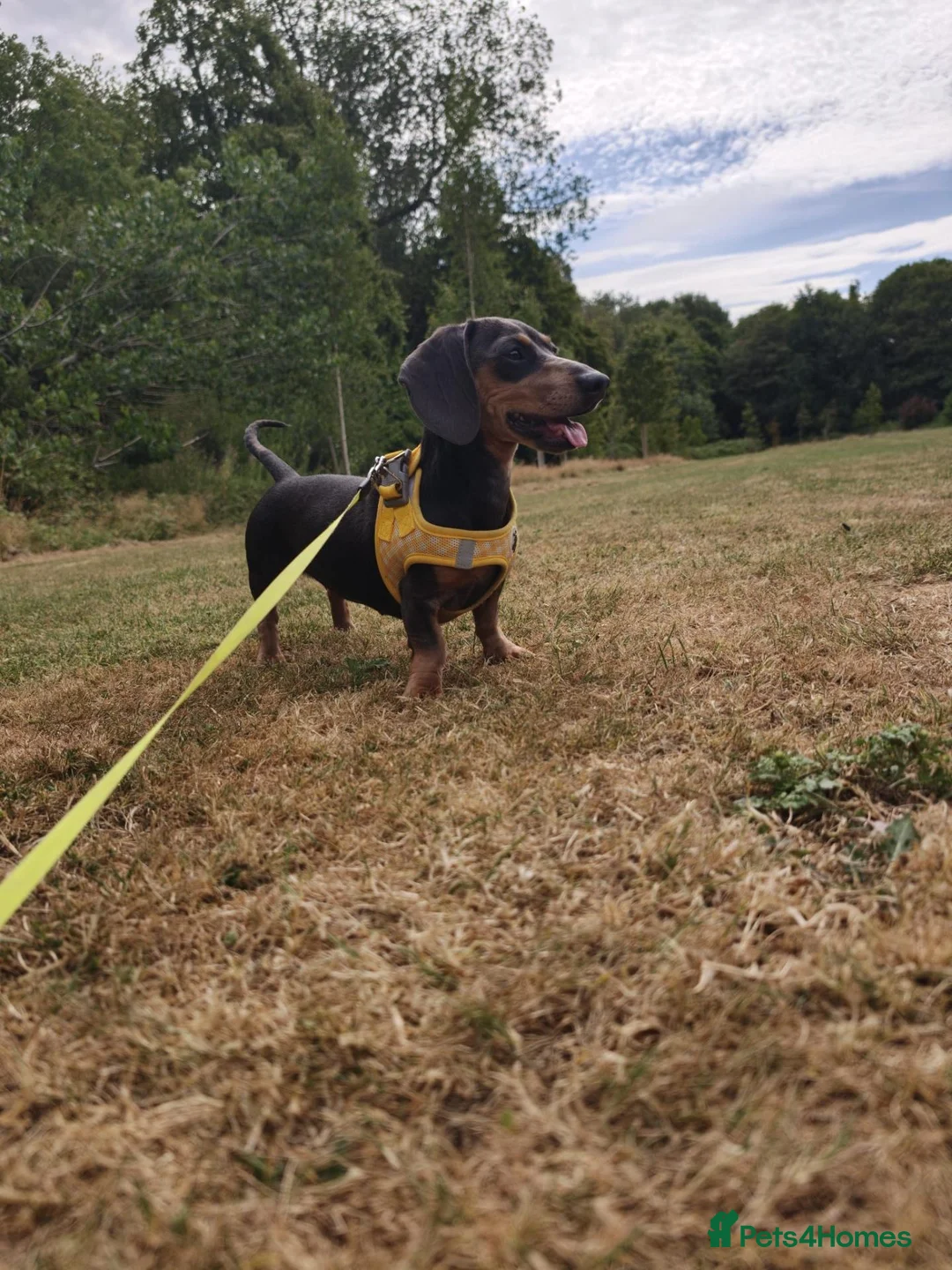 Miniature Dachshund dogs for sale: Beautiful miniature dachshund puppies  in Liverpool - Advert 1