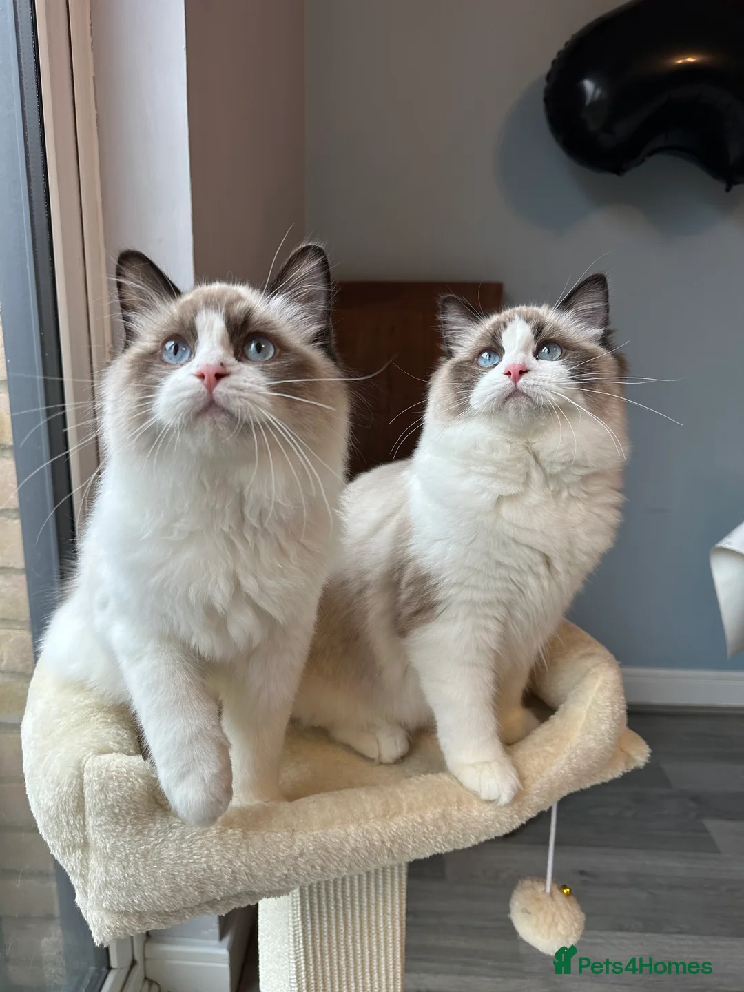 Ragdoll cats for sale:  ACTIVE CAT OR pet TICA Registered Ragdoll Kittens - Advert 11