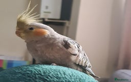 Cockatiels birds for sale: 2 beautiful birds (couple) - Image 9