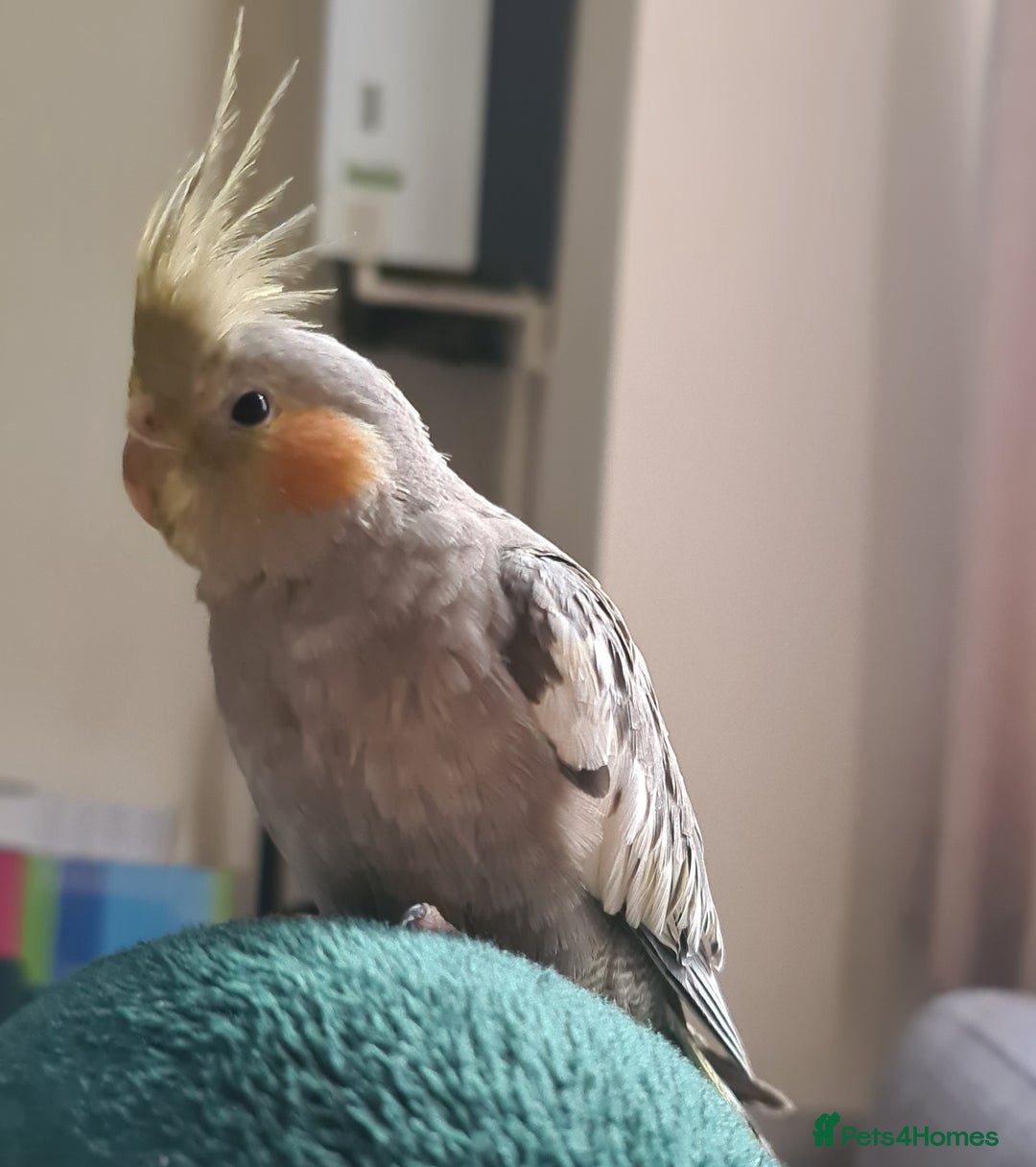 Cockatiels birds for sale: 2 beautiful birds (couple) - Image 9