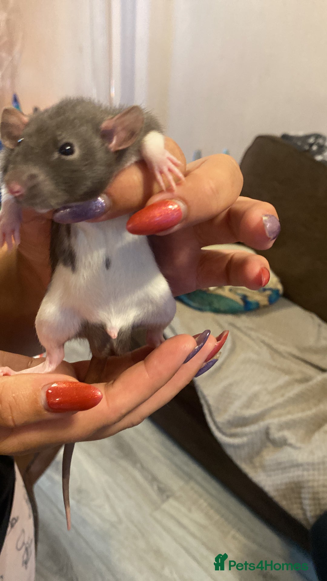 Rat rodents for sale: Beautiful Fancy Rats dumbo  - Image 6