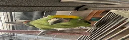 Parrots birds for sale: Male Yellow-crowned Amazon Parrot with Large Cage in Mansfield - Advert 5