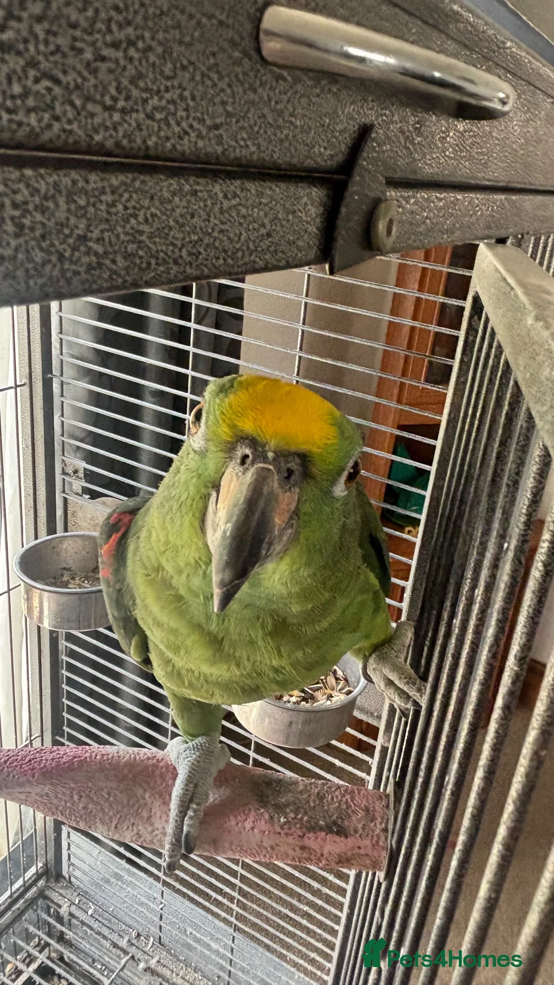 Parrots birds for sale: Male Yellow-crowned Amazon Parrot with Large Cage in Mansfield - Advert 5