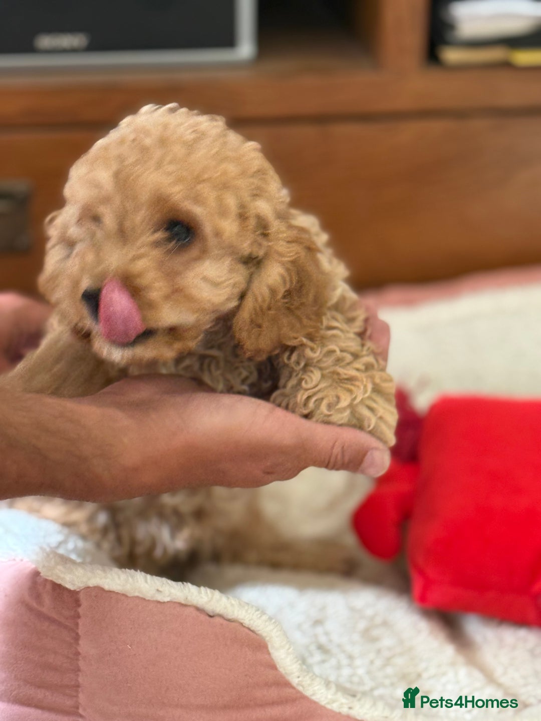 Cockapoo dogs for sale: Stunning ** F2 cockapoo - Image 4