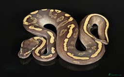 Python Snake reptiles for sale: Royal pythons/ball pythons  - Image 14