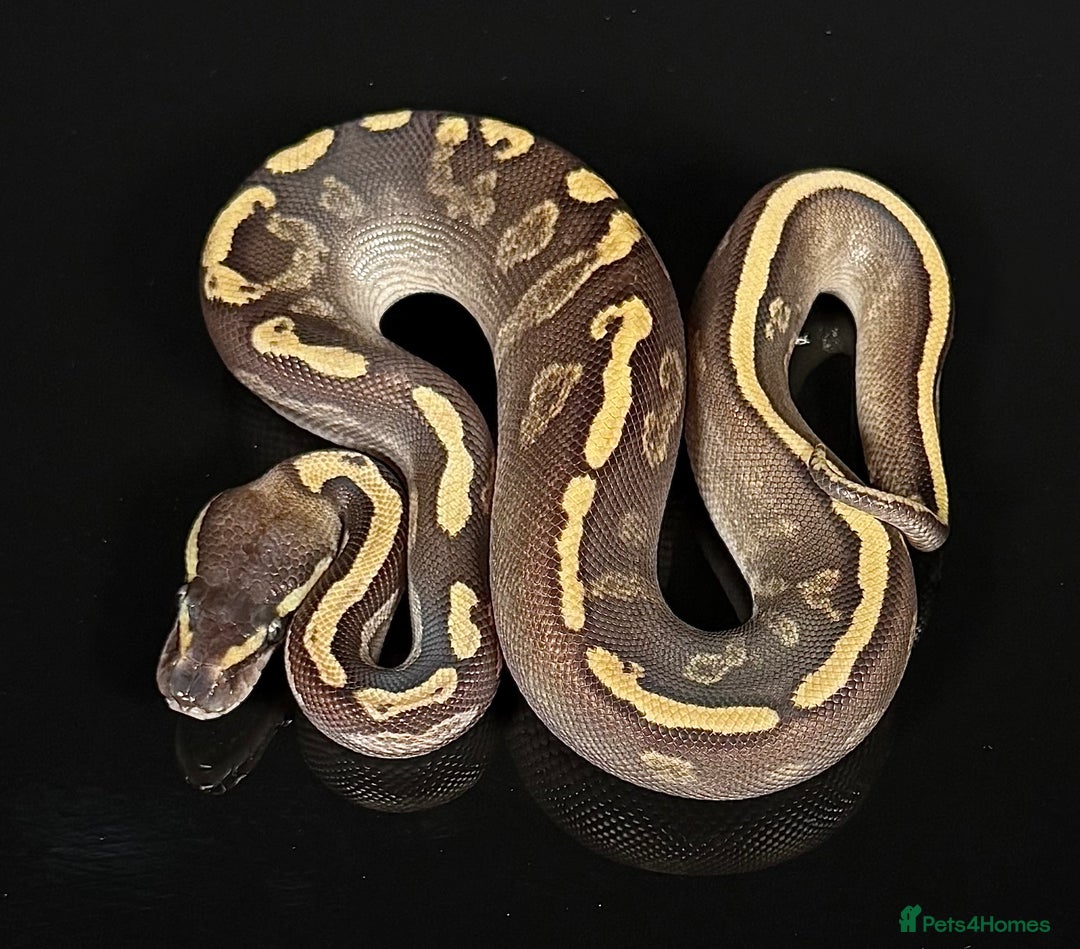 Python Snake reptiles for sale: Royal pythons/ball pythons  - Image 14