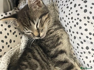 British Shorthair cats - Advert 19