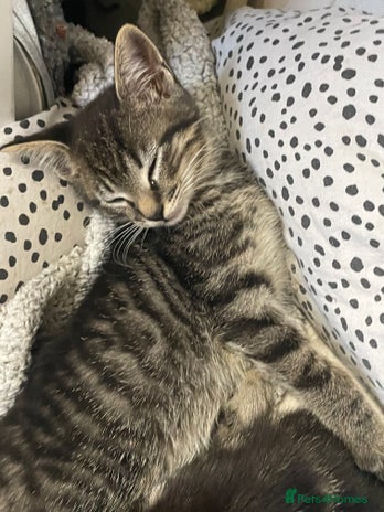 British Shorthair cats Beautiful kittens - Advert 5