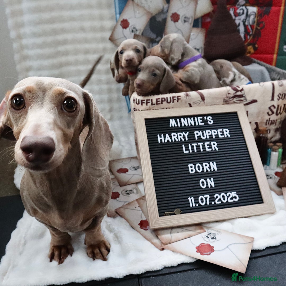 Miniature Dachshund dogs for sale: KC Reg short haired miniature dachshunds - Image 24