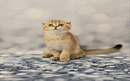British Shorthair cats for sale: Excellent Scottish straight and fold kittens - Image 28