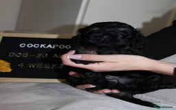 Cockapoo dogs for sale: Unique F1 Cockapoo Puppies - Image 10