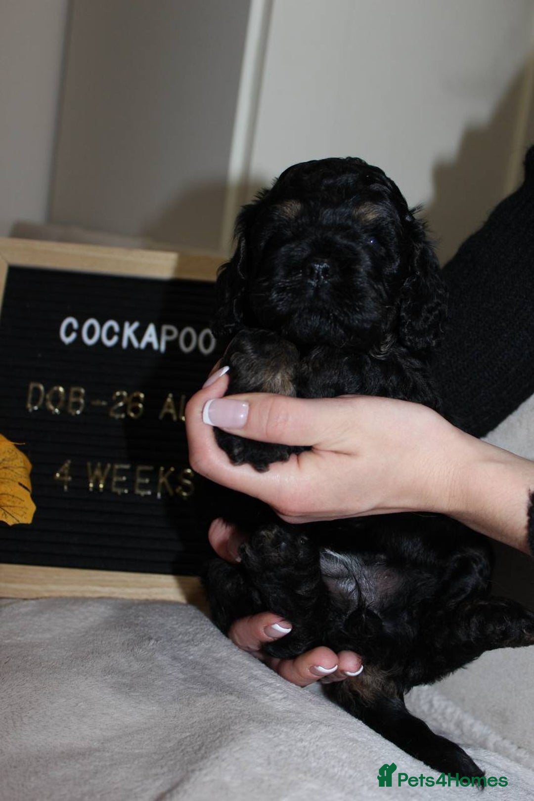 Cockapoo dogs for sale: Unique F1 Cockapoo Puppies - Image 10