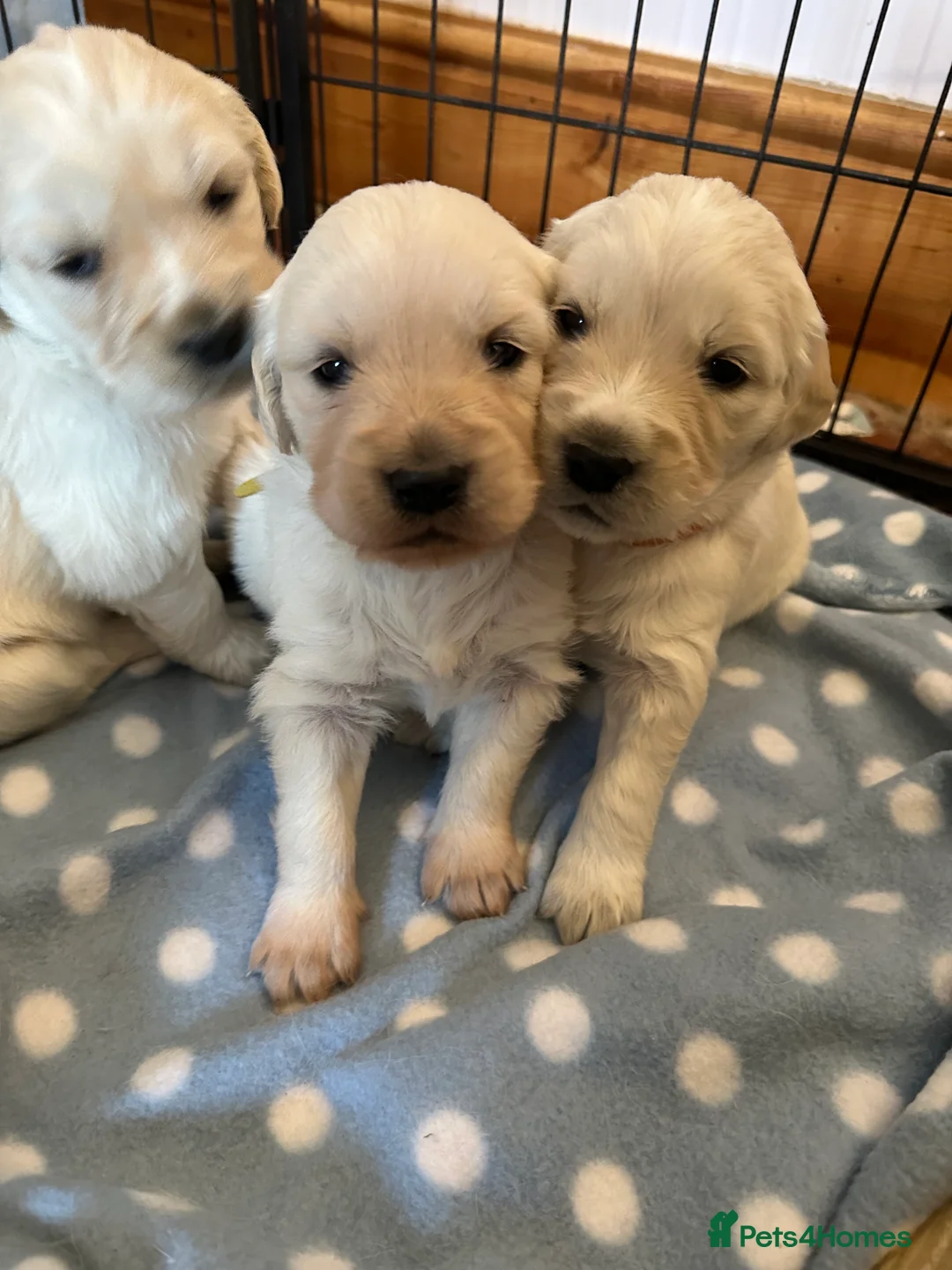 Golden Retriever dogs for sale: Golden Retriever puppies - Advert 3