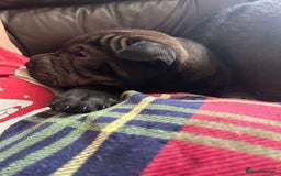 Shar Pei dogs for sale: 2 females 3 males Shar pei pups - Image 39