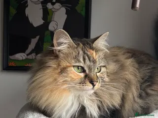 Mixed Breed cats Beautiful long hair 3 year old Zoggy - Advert 1