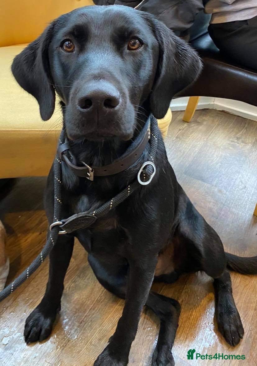 Labrador Retriever dogs KC registered black lab for stud in Banbury - Advert 12
